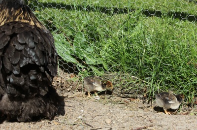 To kyllinger 14 juni 2012